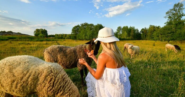 Woman in white dress feeding sheep in a grassy field