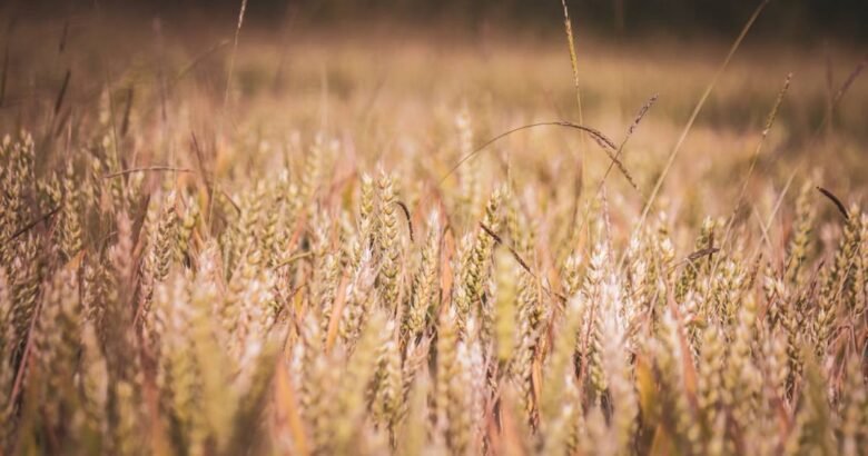 a field full of tall grass with a blurry background