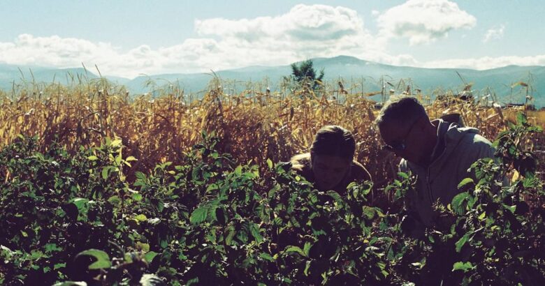 Two people harvesting crops in a field