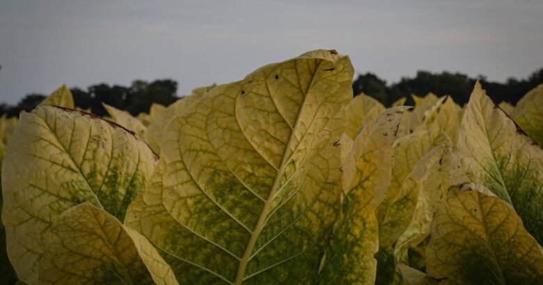 Large, yellowing tobacco leaves in a field.