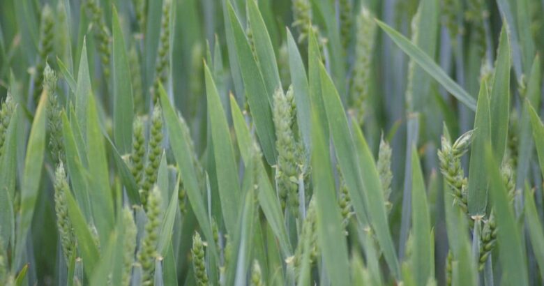 Green wheat stalks growing in a field.