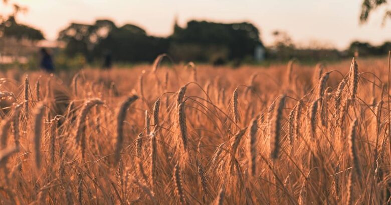 brown wheat field during daytime