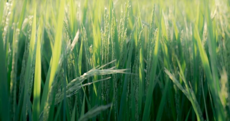 a close up of some grass