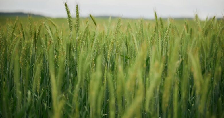 Lush green wheat field extending to the horizon.