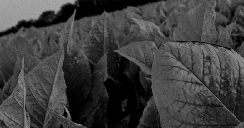 Close-up of tobacco leaves in a field.