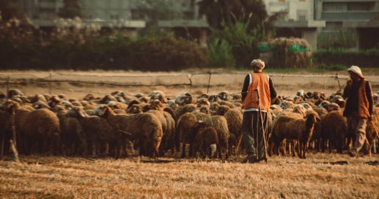 Produtor rural acompanhando indicadores da propriedade