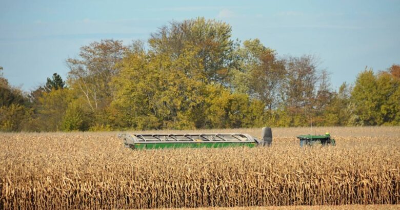Harvester in a golden wheat field under a clear sky
